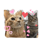 Johnny ＆ Chocola 1（個別スタンプ：21）
