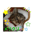 Johnny ＆ Chocola 1（個別スタンプ：34）