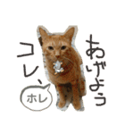 Johnny ＆ Chocola 1（個別スタンプ：36）