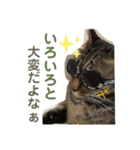 Johnny ＆ Chocola 1（個別スタンプ：38）