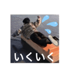 又吉完全版（個別スタンプ：34）