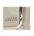 かぶすけです。（個別スタンプ：1）