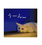 かぶすけです。（個別スタンプ：4）
