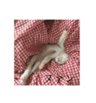 かぶすけです。（個別スタンプ：17）