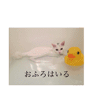 かぶすけです。（個別スタンプ：18）