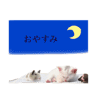 かぶすけです。（個別スタンプ：19）