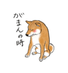 あざとかわいい柴犬こたろう対コロナ2021（個別スタンプ：7）