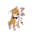 あざとかわいい柴犬こたろう対コロナ2021（個別スタンプ：10）