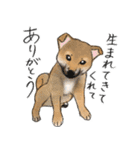 あざとかわいい柴犬こたろう対コロナ2021（個別スタンプ：17）