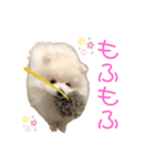 あんじゅスタンプ①（個別スタンプ：1）