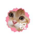 ラガマフィンのちゃあちゃん2（個別スタンプ：1）