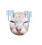 ラガマフィンのちゃあちゃん2（個別スタンプ：7）