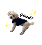 我家のdog③（個別スタンプ：1）