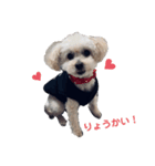 我家のdog③（個別スタンプ：2）