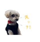 我家のdog③（個別スタンプ：3）