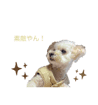 我家のdog③（個別スタンプ：5）
