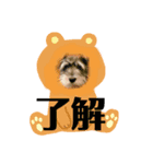 ジジこやん（個別スタンプ：3）