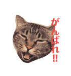 まるともだぉ。（個別スタンプ：16）