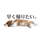 ビーグル どんぐり3（個別スタンプ：3）