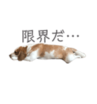 ビーグル どんぐり3（個別スタンプ：5）