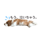 ビーグル どんぐり3（個別スタンプ：6）