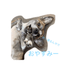 ウチの看板犬ぷぅーちゃん（個別スタンプ：2）