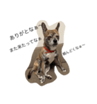 ウチの看板犬ぷぅーちゃん（個別スタンプ：4）