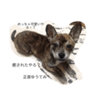 ウチの看板犬ぷぅーちゃん（個別スタンプ：5）