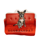ウチの看板犬ぷぅーちゃん（個別スタンプ：7）