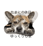 ウチの看板犬ぷぅーちゃん（個別スタンプ：8）