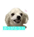 チワックスのみかん（個別スタンプ：1）