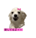 チワックスのみかん（個別スタンプ：2）