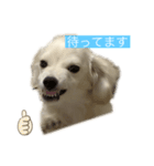 チワックスのみかん（個別スタンプ：3）