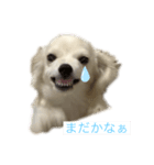 チワックスのみかん（個別スタンプ：6）