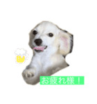 チワックスのみかん（個別スタンプ：8）