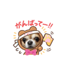 うちのてつです。2（個別スタンプ：7）