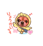 うちのてつです。2（個別スタンプ：8）