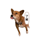 ちびたの生活（個別スタンプ：3）
