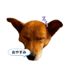 ちびたの生活（個別スタンプ：8）