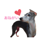 love.lily（個別スタンプ：19）