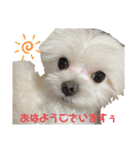 グルト＆ラテ 日常生活ver.（個別スタンプ：1）
