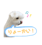 グルト＆ラテ 日常生活ver.（個別スタンプ：9）