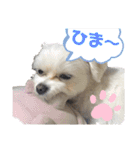 グルト＆ラテ 日常生活ver.（個別スタンプ：11）