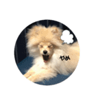 犬氏おまけ（個別スタンプ：2）