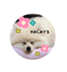 犬氏おまけ（個別スタンプ：4）