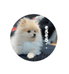 犬氏おまけ（個別スタンプ：6）