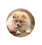 犬氏おまけ（個別スタンプ：9）