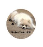 犬氏おまけ（個別スタンプ：10）