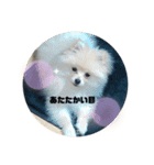 犬氏おまけ（個別スタンプ：11）
