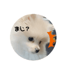 犬氏おまけ（個別スタンプ：12）